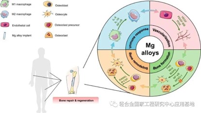 鎂科研：鎂合金骨愈合機(jī)制的研究進(jìn)展